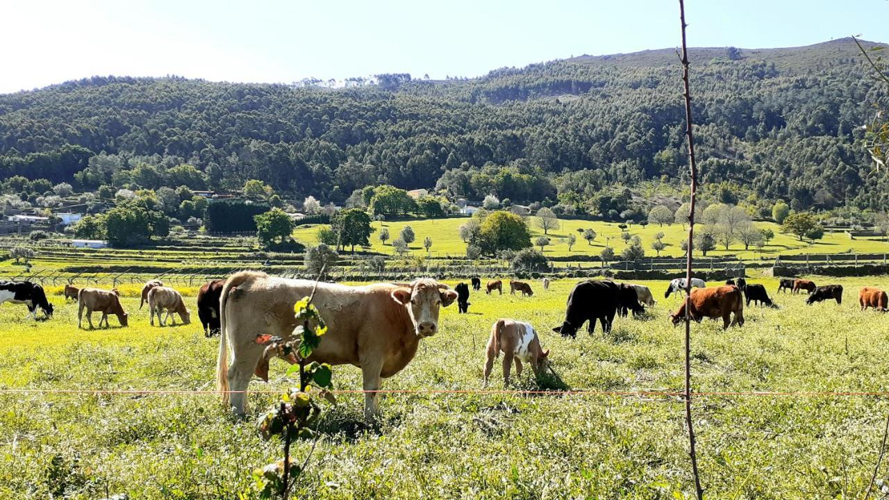 Casa De Santa Luzia B Βίλα Caminha Εξωτερικό φωτογραφία